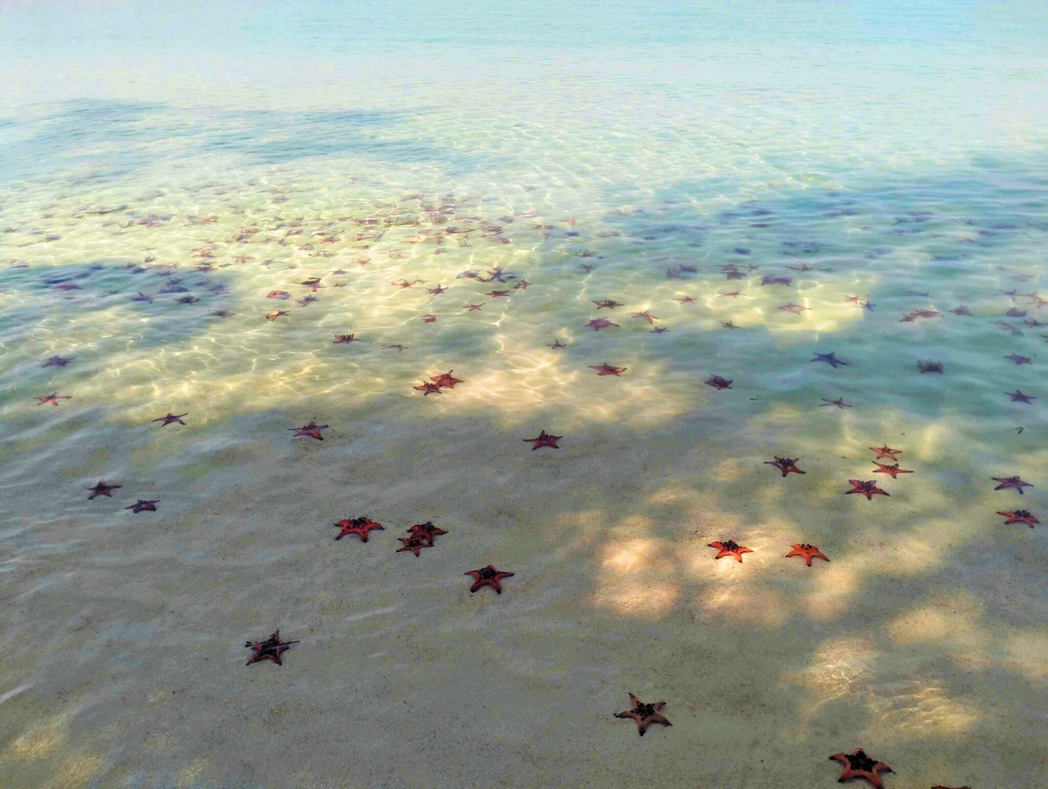Red starfish on a beach