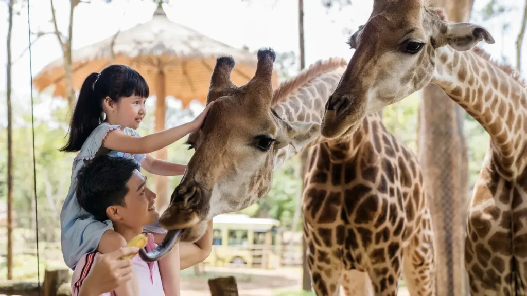 A kid petting an giraffe in Vinpearl Safari