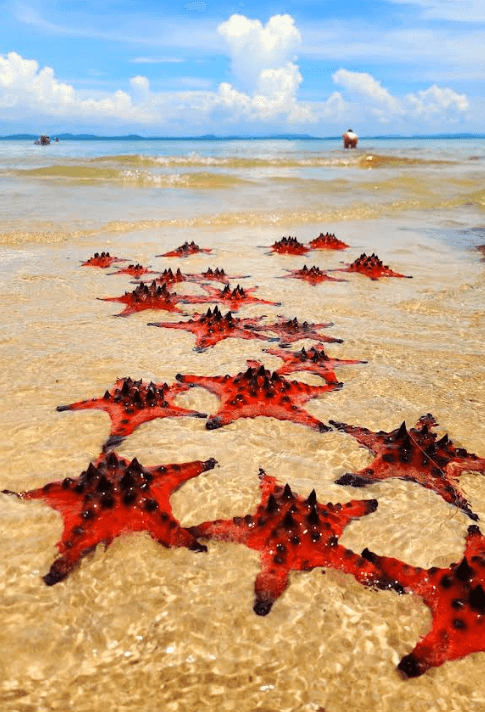 Skærmbillede 2025-09-10 140749 A collection iofred starfish, best time to visit starfish beach